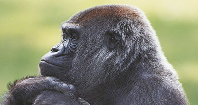 Vet accidentally darts zoo worker
