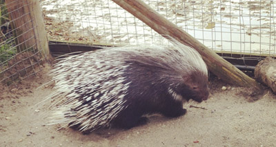 Prickly procedure for the Animal Health Trust