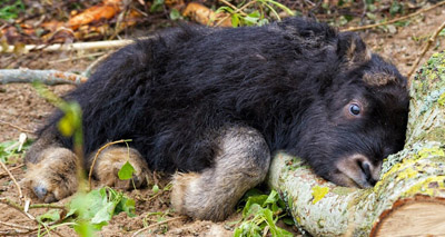 Birth of muskox calf a huge success for keepers