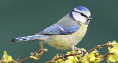 Collaborative work leads to developments to bird feed