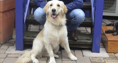 Battersea dog finds a home with Holby doctor