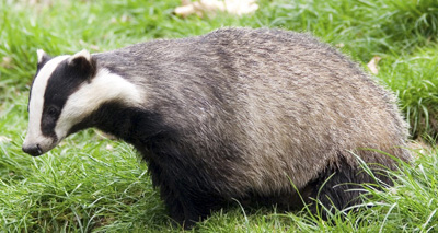 Floods may have impacted badger numbers, charity says