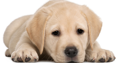 Blue Peter welcomes trainee guide dog pup