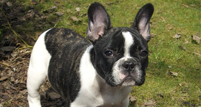 French bulldog no longer a high profile breed