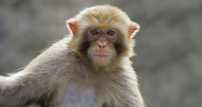 Pet primate registration “encouraging” says BVA