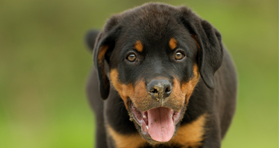 Fifty-three per cent of Rottweilers affected by elbow disease