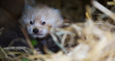 Red panda gives birth to twins