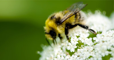 Public urged to support pollinators