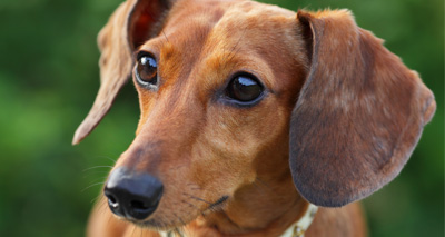 Dachshund movement study begins at Surrey vet school