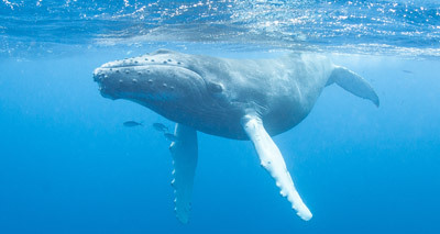 Whale post mortem suggests entanglement in fish farm