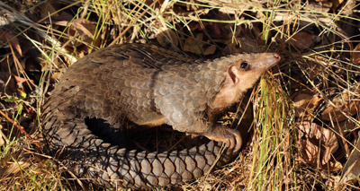 Pangolins are being eaten to extinction, ZSL warn