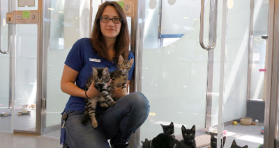 Battersea bursting with orphan kittens