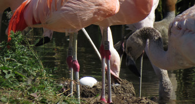 Wetlands centre celebrates arrival of Chilean flamingo egg