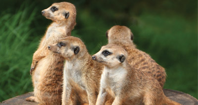 The sinister side to Meerkats explained