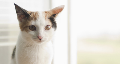 Charity launches emergency team to save 'at risk' cats
