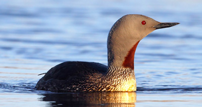 RSPB warns of plastic bag dangers