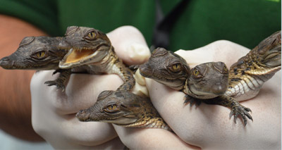 ZSL welcomes rare baby crocodiles