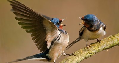 Common insecticide to blame for bird decline