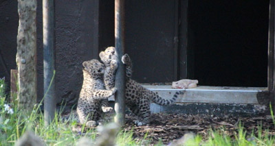 Amur leopards born at Twycross Zoo