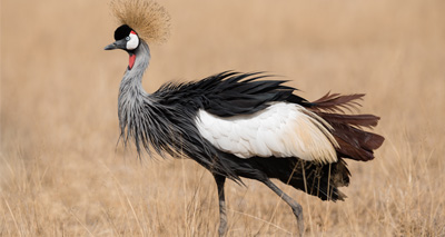 Student's bid to save rare bird wins award