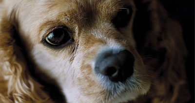 Dogs get the green eyed monster