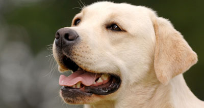 New annual breed averages for inbreeding released
