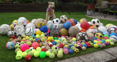 Lakeland terrier raises thousands of pounds for charity