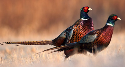 Gamebird Welfare Inspections in Scotland