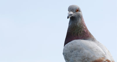 Guernsey changes wood pigeon law