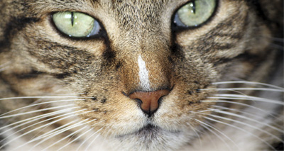 Welfare of Cats Bill introduced in Parliament