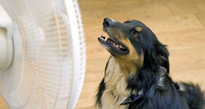 Spate of animals suffering in the heat