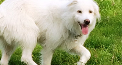 Glastonbury dog "Dolly" reunited with owners