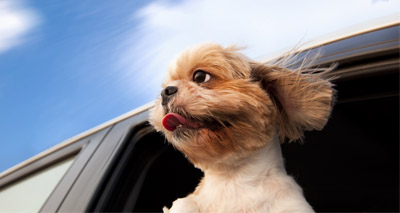 Unsecured pets in moving cars “a real danger”