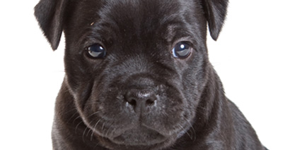 Rescue centre launches campaign to champion Staffies
