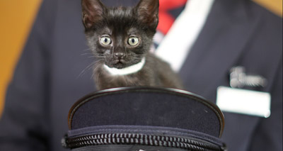 BA launch new pet channel for passengers