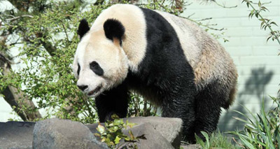 Panda partnership to be strengthened at signing ceremony