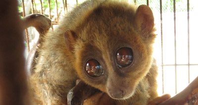 Bengal slow loris finds new home in Dorset