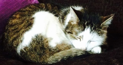 Missing cat reunited with owners after five years