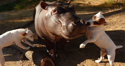 Orphaned baby hippo released back into wild