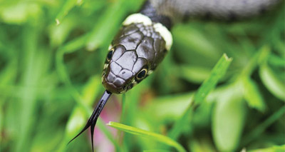 Gardeners urged to help spot snakes