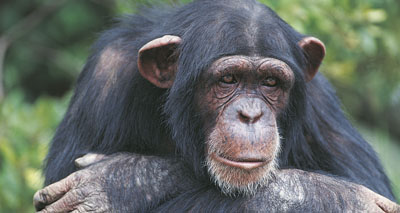 Chimps change pupil size to mimic other individuals