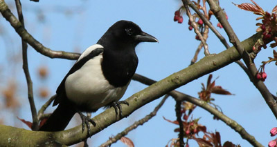 Magpies not attracted to shiny objects