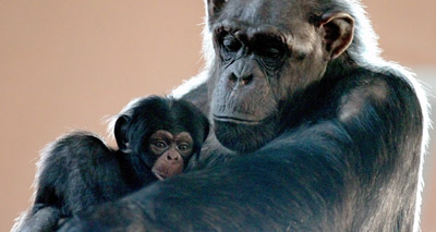 New baby chimpanzee makes Edinburgh debut