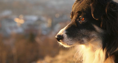 Why some dogs do not respond to epilepsy treatments
