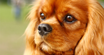 Selective breeding could reduce syringomyelia