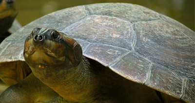 River turtles 'talk' to their young, study reveals