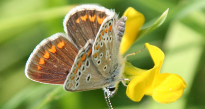 Butterflies evolve diet in response to climate change