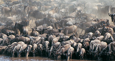 New insights into Serengeti migration 