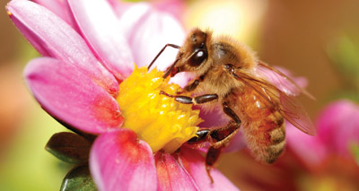 Calls for pesticide ban to save bees