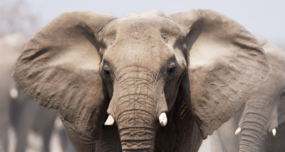 Report uncovers ivory supply chain 